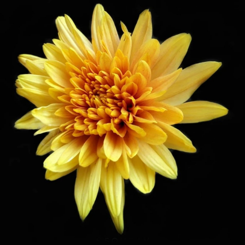 Baldev Singh Photo 29