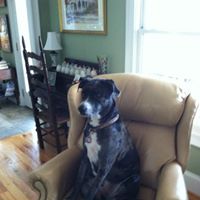 Dianne Collier Photo 13