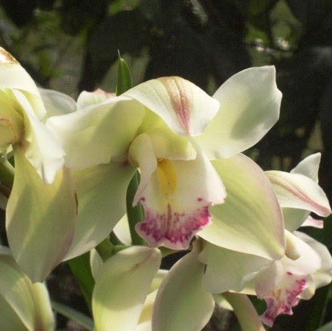 Susan Mayhew Photo 31