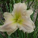 Elizabeth Yancey Photo 9