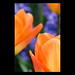 Jane Mcallister Photo 21