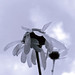 Kamille Gray Photo 7