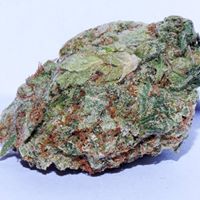 Rick Ross Photo 18