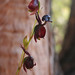 Victoria Major Photo 19