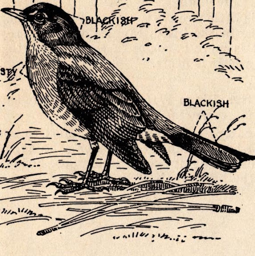 Robin Jennings Photo 4
