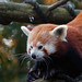 Jing He Photo 26
