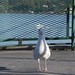 Jennifer Pidgeon Photo 12