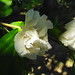 Sharon White Photo 32