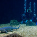 David Shark Photo 14