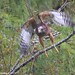 David Hawk Photo 14