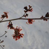 Janet Busman Photo 1