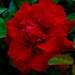Adela Rose Photo 19