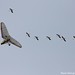 David Crane Photo 64