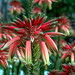 Janet Flowers Photo 26