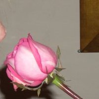 Cindy Hamrick Photo 8