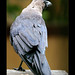 Nicholas Crow Photo 14