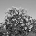 Deborah Morel Photo 20