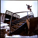 Steve Lerner Photo 22