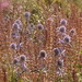 Judi Sharp Photo 7