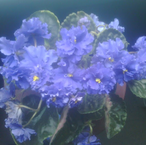 Nancy Quarles Photo 6