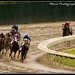 Steve Haskell Photo 34