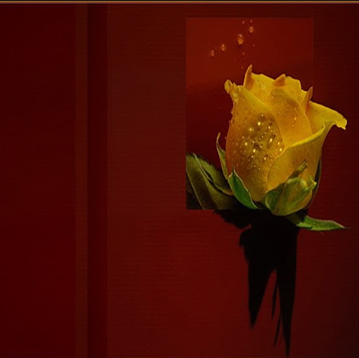 Nader Girgis Photo 21