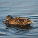 Robert Mallard Photo 19