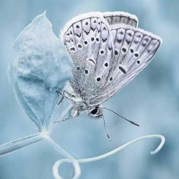 Tracey Scott Photo 23