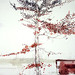 John Copeland Photo 33