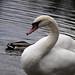 Glen Swan Photo 18