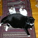 Robin Spaulding Photo 14