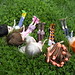 Debra Flynn Photo 20