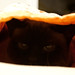 Ada Sharp Photo 2