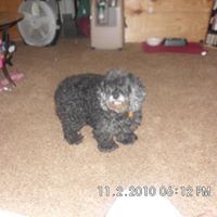 Crystal Boyle Photo 33