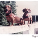 Judy Teixeira Photo 10