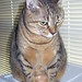 Tabitha Brown Photo 22
