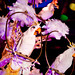 Ernie Stephens Photo 14