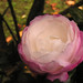 Camelia Sharp Photo 8