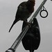 Robin Reel Photo 15