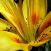Lori Light Photo 20