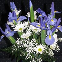 Janice Laws Photo 9