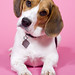 Howard Pink Photo 4