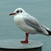 Constance Head Photo 17