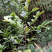 Mai Vang Photo 23