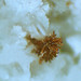 Crystal Catron Photo 8