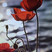 Michelle Colburn Photo 24