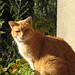 Ginger Sampson Photo 8