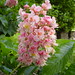 Deborah Chestnut Photo 5