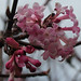 Deborah Flowers Photo 27