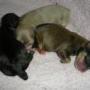 Vickie Ross Photo 21